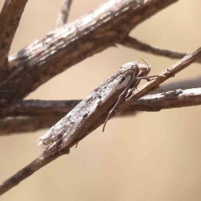 Philobota stella (A concealer moth) at Caladenia Forest, O'Connor - 7 Sep 2023 by ConBoekel