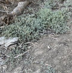 Glinus lotoides at Louth, NSW - 30 Aug 2023 04:17 PM