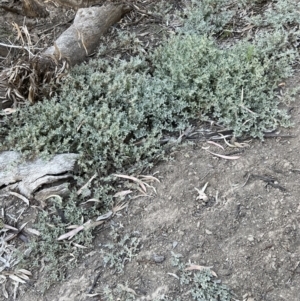 Glinus lotoides at Louth, NSW - 30 Aug 2023 04:17 PM