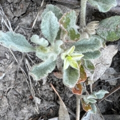 Glinus lotoides at Louth, NSW - 30 Aug 2023