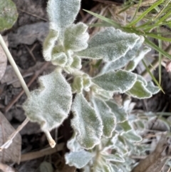 Glinus lotoides at Louth, NSW - 30 Aug 2023