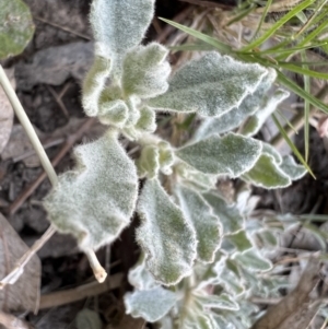 Glinus lotoides at Louth, NSW - 30 Aug 2023