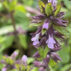 Stachys arvensis (Stagger Weed) at Jugiong, NSW - 8 Sep 2023 by JaneR