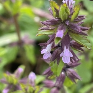 Stachys arvensis at Jugiong, NSW - 8 Sep 2023 01:58 PM