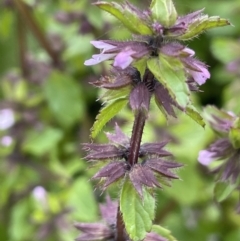 Stachys arvensis at Jugiong, NSW - 8 Sep 2023 01:58 PM