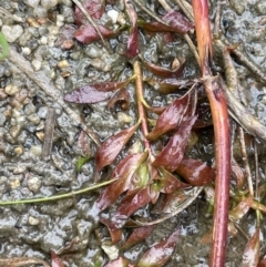 Ludwigia palustris (Marsh Purslane) at Adelong, NSW - 8 Sep 2023 by JaneR