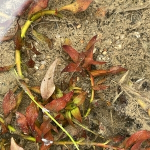 Ludwigia palustris at Adelong, NSW - 8 Sep 2023 10:50 AM