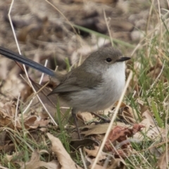 Malurus cyaneus (Superb Fairywren) at Rendezvous Creek, ACT - 27 Aug 2023 by AlisonMilton