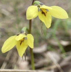 Diuris chryseopsis at Bango, NSW - suppressed