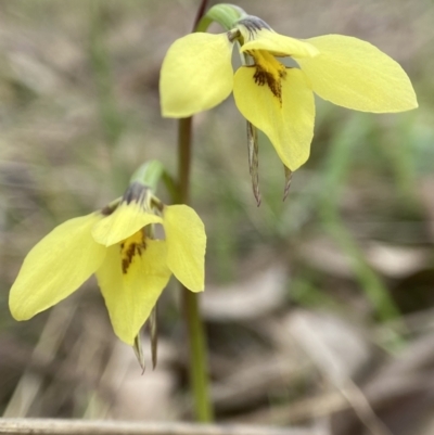 Diuris chryseopsis (Golden Moth) at Bango Nature Reserve - 8 Sep 2023 by AJB