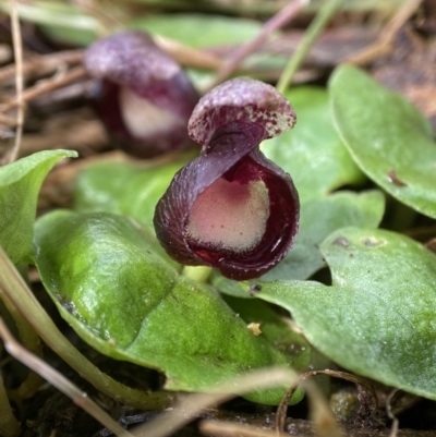 Corysanthes incurva (Slaty Helmet Orchid) at Bango Nature Reserve - 8 Sep 2023 by AJB