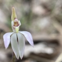 Caladenia fuscata (Dusky Fingers) at Bango Nature Reserve - 8 Sep 2023 by AJB