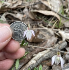 Caladenia fuscata at Bango, NSW - 8 Sep 2023