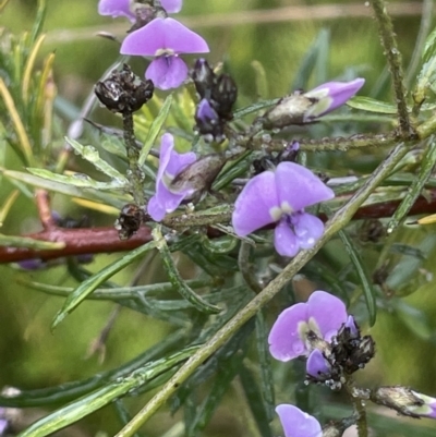 Glycine clandestina (Twining Glycine) at Adelong, NSW - 8 Sep 2023 by JaneR