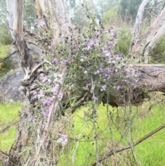 Glycine clandestina at Adelong, NSW - 8 Sep 2023 11:13 AM