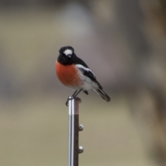 Petroica boodang (Scarlet Robin) at Namadgi National Park - 27 Aug 2023 by AlisonMilton