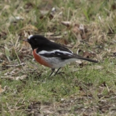 Petroica boodang at Rendezvous Creek, ACT - 27 Aug 2023 12:59 PM