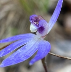 Cyanicula caerulea (Blue Fingers, Blue Fairies) at Bango Nature Reserve - 8 Sep 2023 by AJB