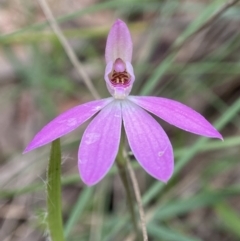 Caladenia carnea (Pink Fingers) at Bango, NSW - 8 Sep 2023 by AJB