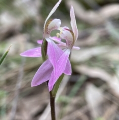 Caladenia carnea at Bango, NSW - 8 Sep 2023