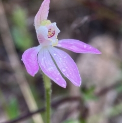 Caladenia carnea at Bango, NSW - suppressed