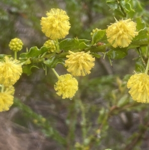 Acacia paradoxa at Adelong, NSW - 8 Sep 2023