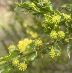 Acacia paradoxa at Adelong, NSW - 8 Sep 2023