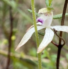 Caladenia ustulata (Brown Caps) at Bango, NSW - 8 Sep 2023 by AJB