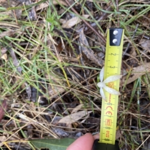 Caladenia ustulata at Bango, NSW - 8 Sep 2023