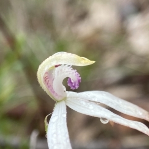 Caladenia ustulata at Bango, NSW - 8 Sep 2023