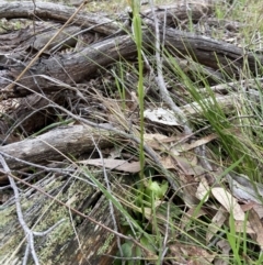Pterostylis nutans (Nodding Greenhood) at Bango, NSW - 8 Sep 2023 by AJB