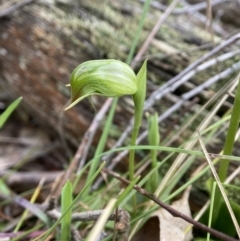 Pterostylis nutans at Bango, NSW - 8 Sep 2023