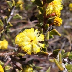 Acacia gunnii (Ploughshare Wattle) at Mount Majura - 31 Aug 2023 by JenniM