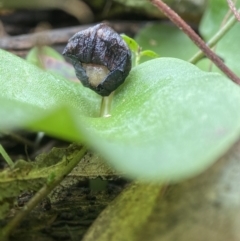 Corysanthes incurva (Slaty Helmet Orchid) at Bango, NSW - 8 Sep 2023 by AJB