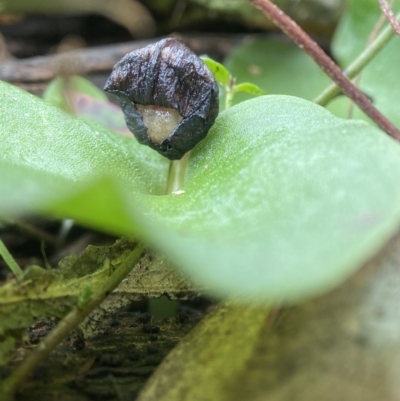 Corysanthes incurva (Slaty Helmet Orchid) at Bango, NSW - 8 Sep 2023 by AJB