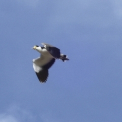 Vanellus miles (Masked Lapwing) at Rendezvous Creek, ACT - 27 Aug 2023 by AlisonMilton