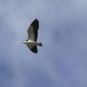 Vanellus miles at Rendezvous Creek, ACT - 27 Aug 2023 10:38 AM