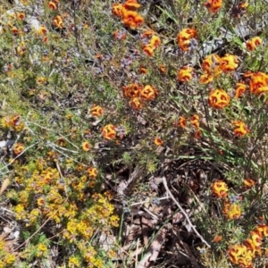 Dillwynia sp. Yetholme (P.C.Jobson 5080) NSW Herbarium at Hackett, ACT - 31 Aug 2023 12:33 PM