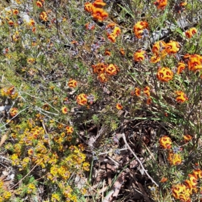 Dillwynia sp. Yetholme (P.C.Jobson 5080) NSW Herbarium at Hackett, ACT - 31 Aug 2023 by JenniM