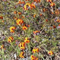 Dillwynia sp. Yetholme (P.C.Jobson 5080) NSW Herbarium at Hackett, ACT - 31 Aug 2023 12:33 PM