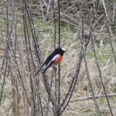 Petroica boodang (Scarlet Robin) at Rendezvous Creek, ACT - 27 Aug 2023 by AlisonMilton