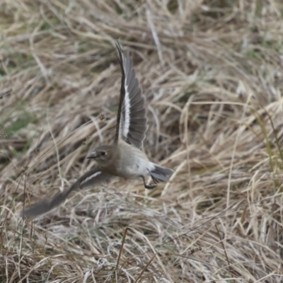 Petroica phoenicea (Flame Robin) at Rendezvous Creek, ACT - 27 Aug 2023 by AlisonMilton