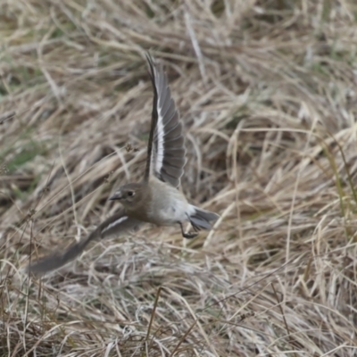 Petroica phoenicea (Flame Robin) at Namadgi National Park - 27 Aug 2023 by AlisonMilton