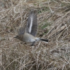 Petroica phoenicea at Rendezvous Creek, ACT - 27 Aug 2023 11:35 AM