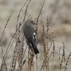 Petroica phoenicea at Rendezvous Creek, ACT - 27 Aug 2023