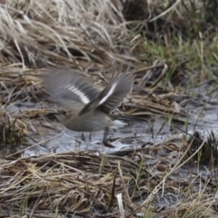 Petroica phoenicea at Rendezvous Creek, ACT - 27 Aug 2023 11:35 AM