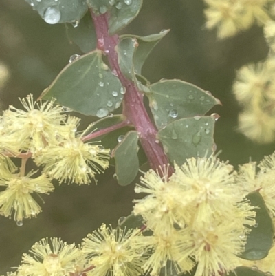 Acacia pravissima (Wedge-leaved Wattle, Ovens Wattle) at Adelong, NSW - 8 Sep 2023 by JaneR