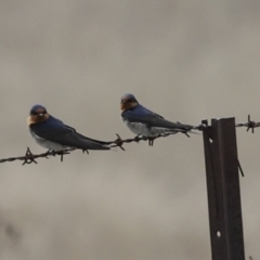 Hirundo neoxena (Welcome Swallow) at Rendezvous Creek, ACT - 27 Aug 2023 by AlisonMilton