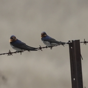 Hirundo neoxena at Rendezvous Creek, ACT - 27 Aug 2023 12:33 PM