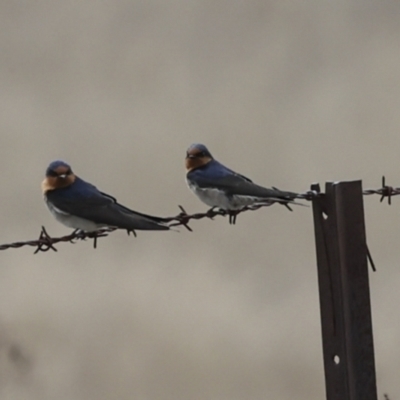 Hirundo neoxena (Welcome Swallow) at Namadgi National Park - 27 Aug 2023 by AlisonMilton
